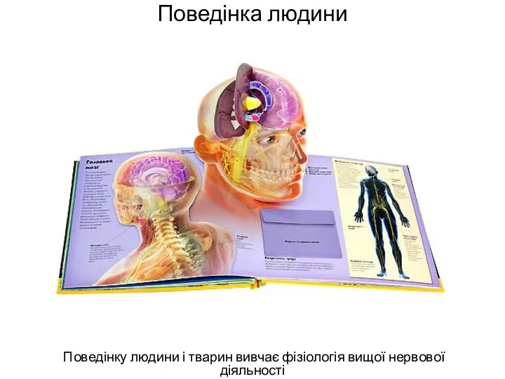 Поведінка людини Поведінку людини і тварин вивчає фізіологія вищої нервової діяльності анімація