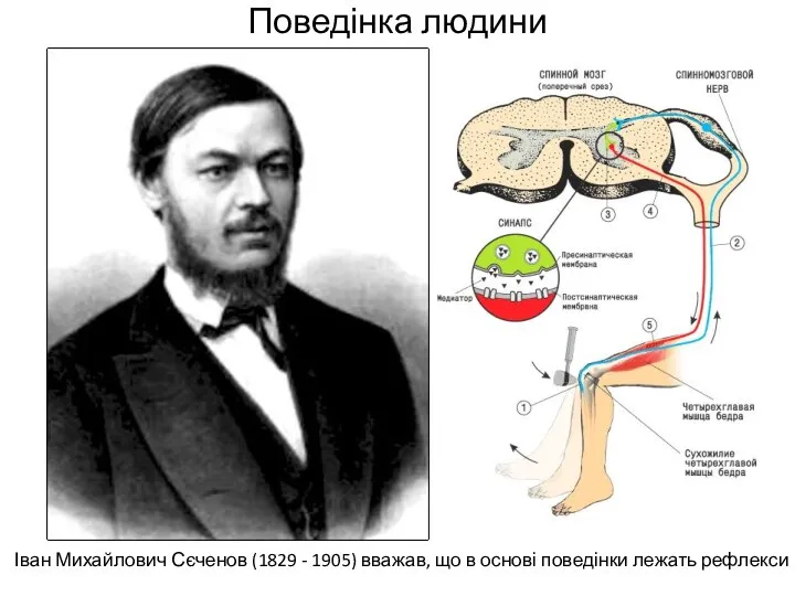 Поведінка людини Іван Михайлович Сєченов (1829 - 1905) вважав, що в основі поведінки лежать рефлекси анімація