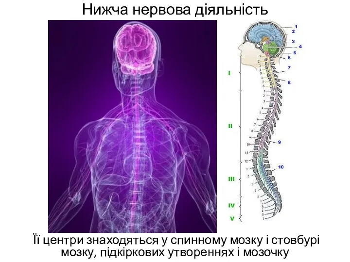 Нижча нервова діяльність Її центри знаходяться у спинному мозку і стовбурі мозку, підкіркових