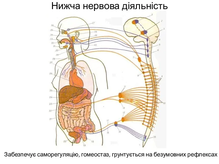 Нижча нервова діяльність Забезпечує саморегуляцію, гомеостаз, грунтується на безумовних рефлексах анімація