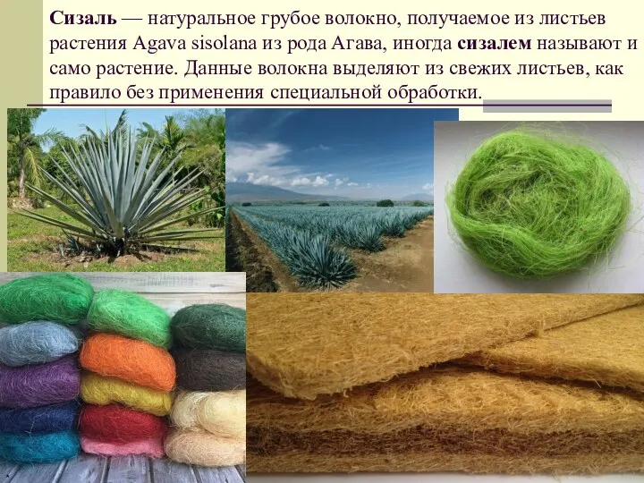 Сизаль — натуральное грубое волокно, получаемое из листьев растения Agava