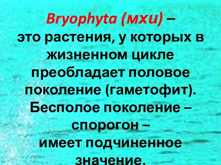 Bryophyta (мхи) – это растения, у которых в жизненном цикле преобладает половое поколение