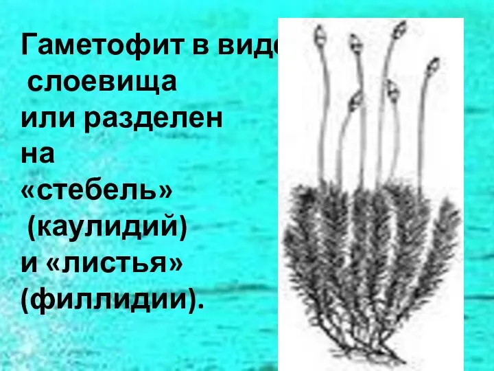 Гаметофит в виде слоевища или разделен на «стебель» (каулидий) и «листья» (филлидии).