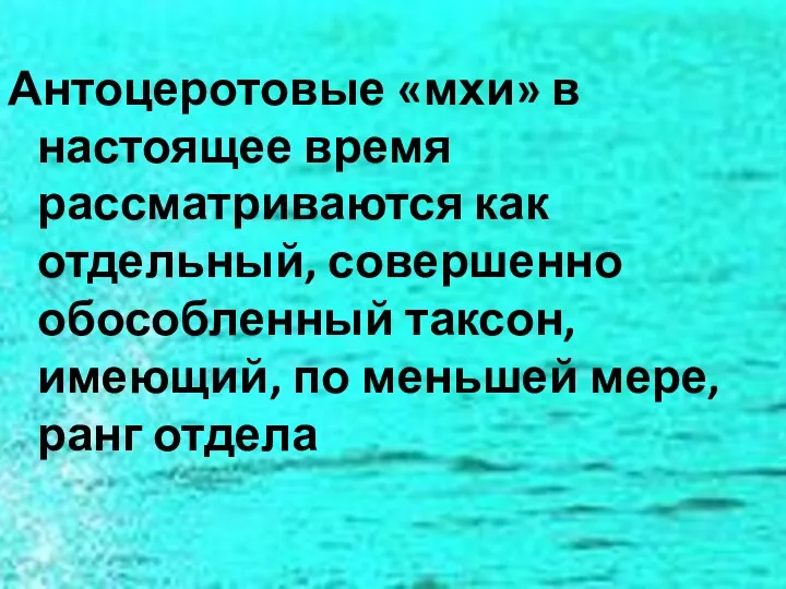 Антоцеротовые «мхи» в настоящее время рассматриваются как отдельный, совершенно обособленный таксон, имеющий, по