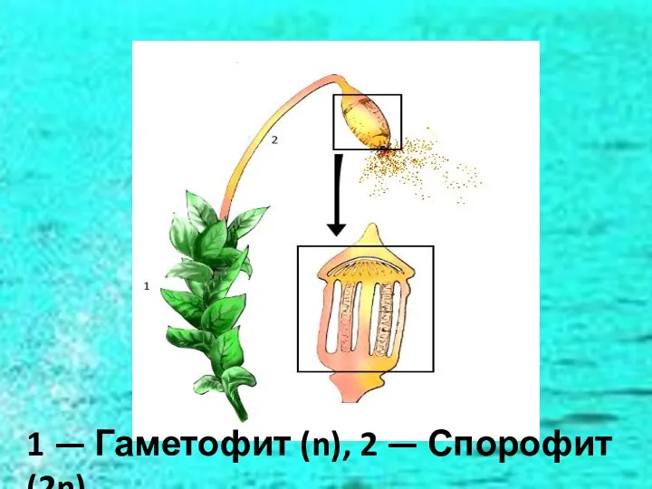 1 — Гаметофит (n), 2 — Спорофит (2n)