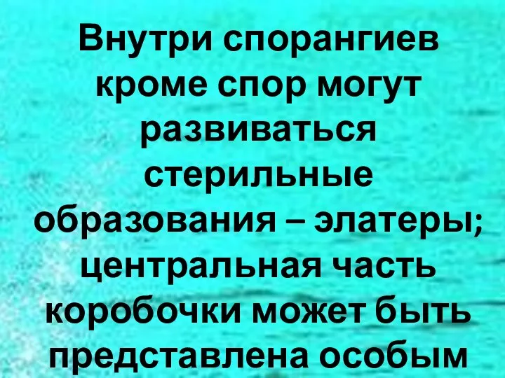 Внутри спорангиев кроме спор могут развиваться стерильные образования – элатеры; центральная часть коробочки