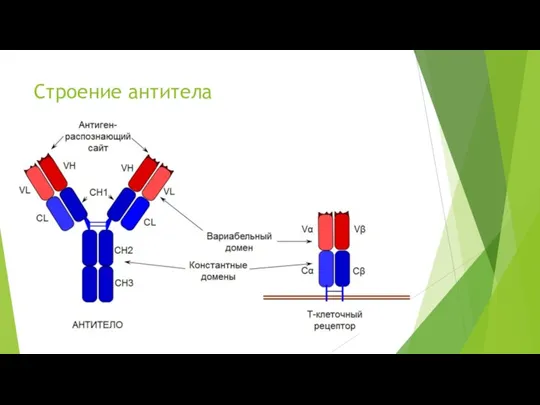 Строение антитела