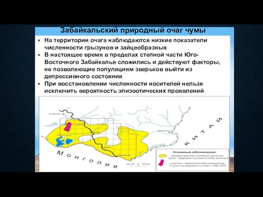 Забайкальский природный очаг чумы На территории очага наблюдаются низкие показатели