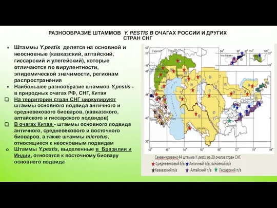 РАЗНООБРАЗИЕ ШТАММОВ Y. РESTIS В ОЧАГАХ РОССИИ И ДРУГИХ СТРАН