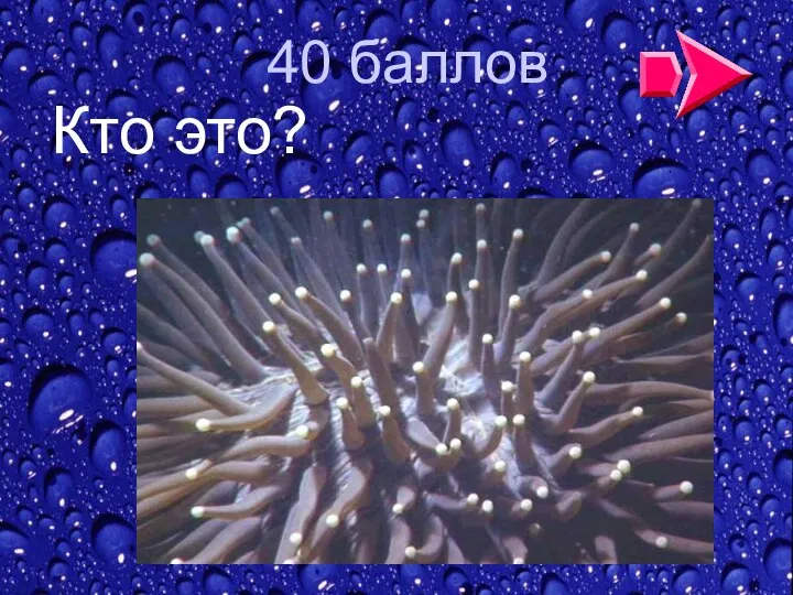 40 баллов Кто это?