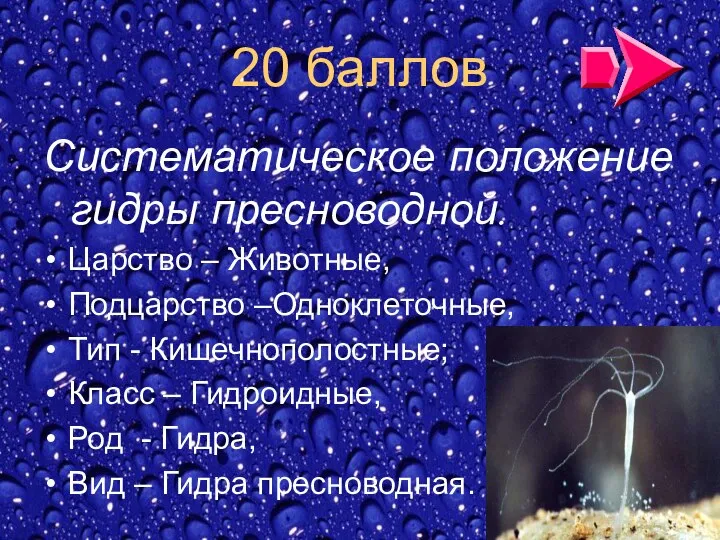 20 баллов Систематическое положение гидры пресноводной. Царство – Животные, Подцарство