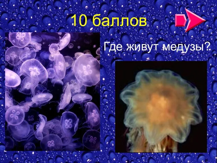 10 баллов Где живут медузы?