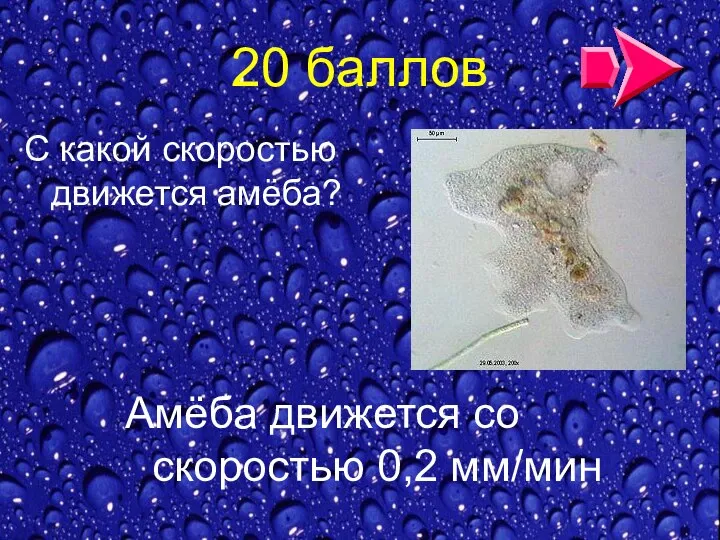 20 баллов С какой скоростью движется амёба? Амёба движется со скоростью 0,2 мм/мин