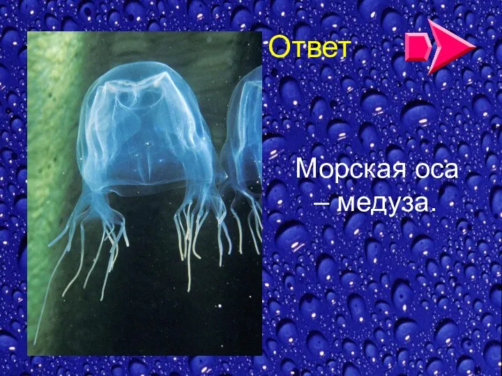 Ответ Морская оса – медуза.