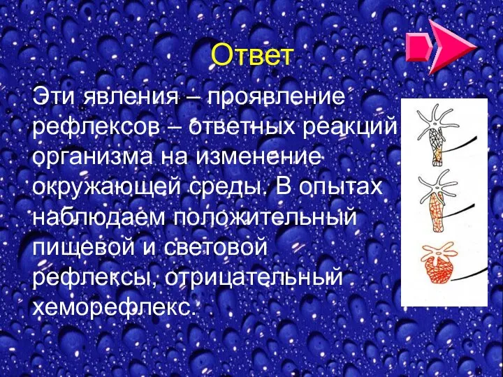 Эти явления – проявление рефлексов – ответных реакций организма на