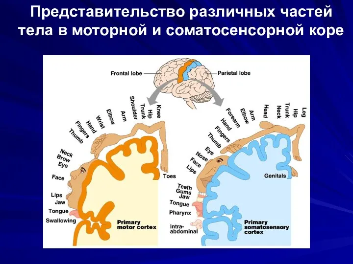 Представительство различных частей тела в моторной и соматосенсорной коре