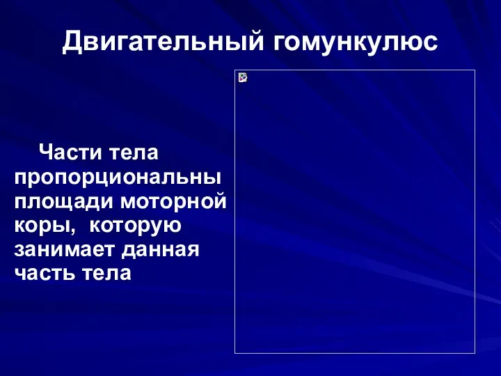 Двигательный гомункулюс Части тела пропорциональны площади моторной коры, которую занимает данная часть тела