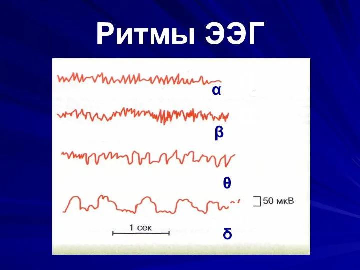 Ритмы ЭЭГ α α β δ α α αα θ δ