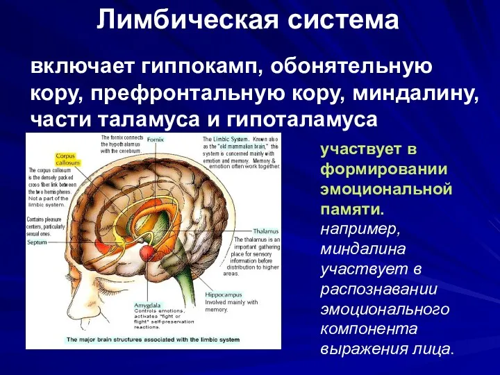 Лимбическая система включает гиппокамп, обонятельную кору, префронтальную кору, миндалину, части