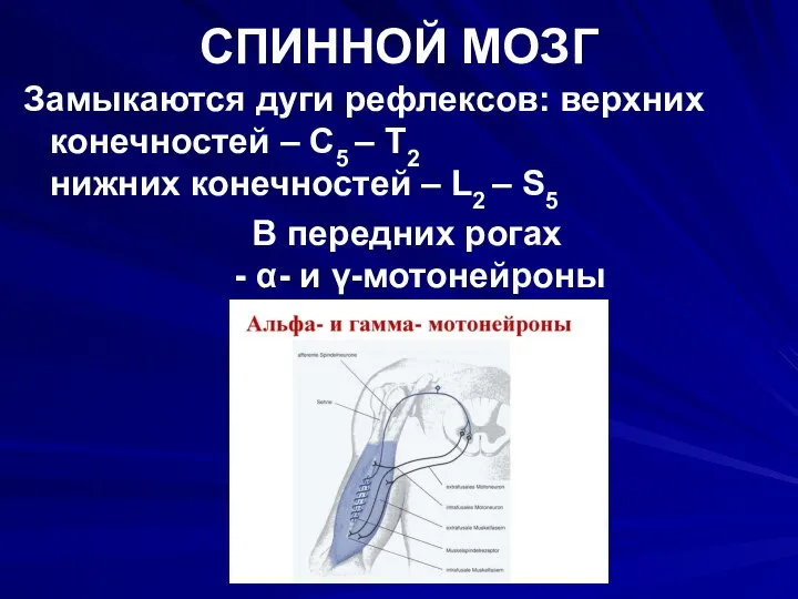 СПИННОЙ МОЗГ Замыкаются дуги рефлексов: верхних конечностей – С5 –