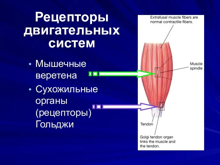 Рецепторы двигательных систем Мышечные веретена Сухожильные органы (рецепторы) Гольджи