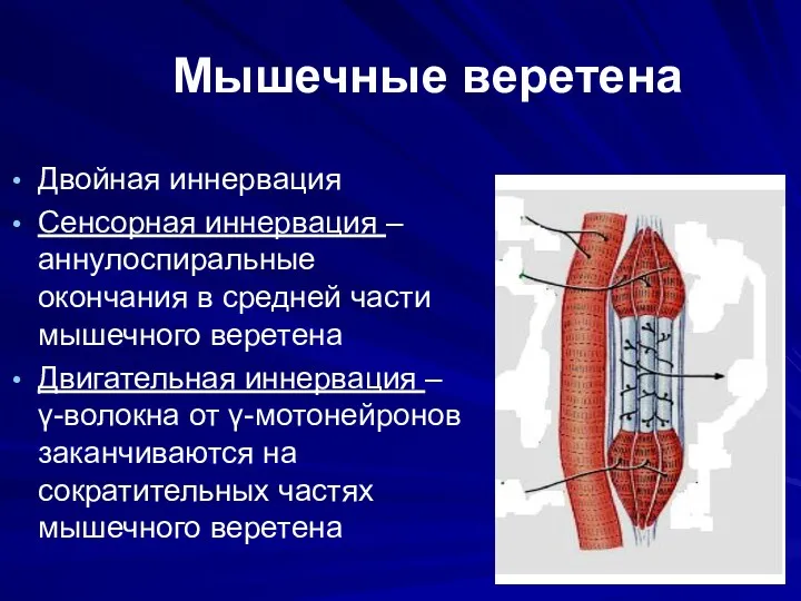 Мышечные веретена Двойная иннервация Сенсорная иннервация – аннулоспиральные окончания в