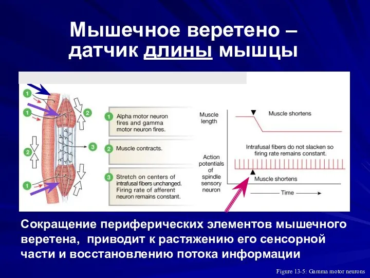 Figure 13-5: Gamma motor neurons Мышечное веретено – датчик длины