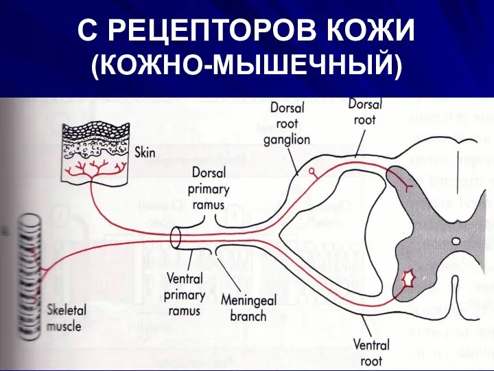 С РЕЦЕПТОРОВ КОЖИ (КОЖНО-МЫШЕЧНЫЙ)