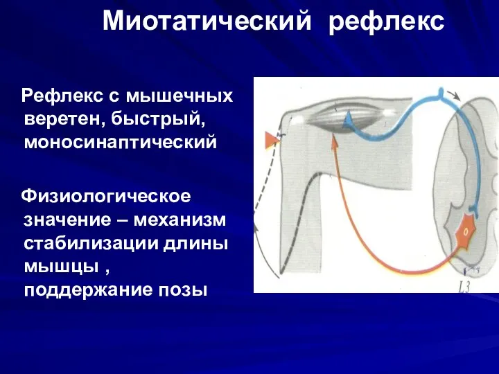 Миотатический рефлекс Рефлекс с мышечных веретен, быстрый, моносинаптический Физиологическое значение