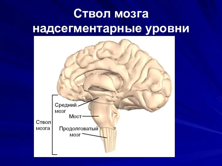 Ствол мозга надсегментарные уровни