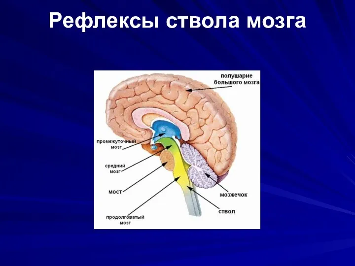 Рефлексы ствола мозга