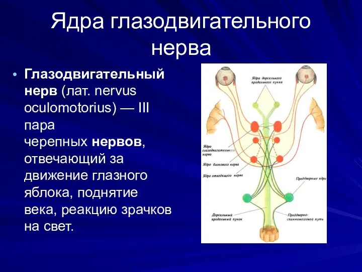 Ядра глазодвигательного нерва Глазодвигательный нерв (лат. nervus oculomotorius) — III