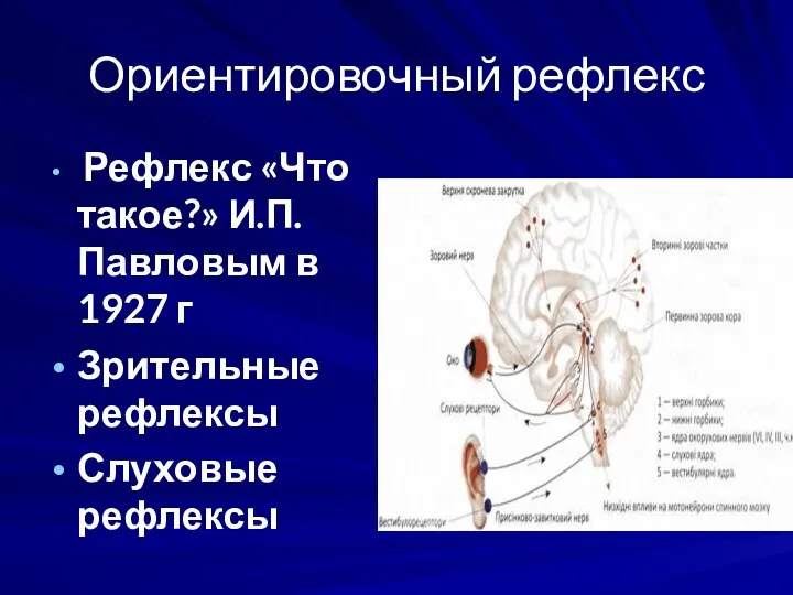 Ориентировочный рефлекс Рефлекс «Что такое?» И.П. Павловым в 1927 г Зрительные рефлексы Слуховые рефлексы