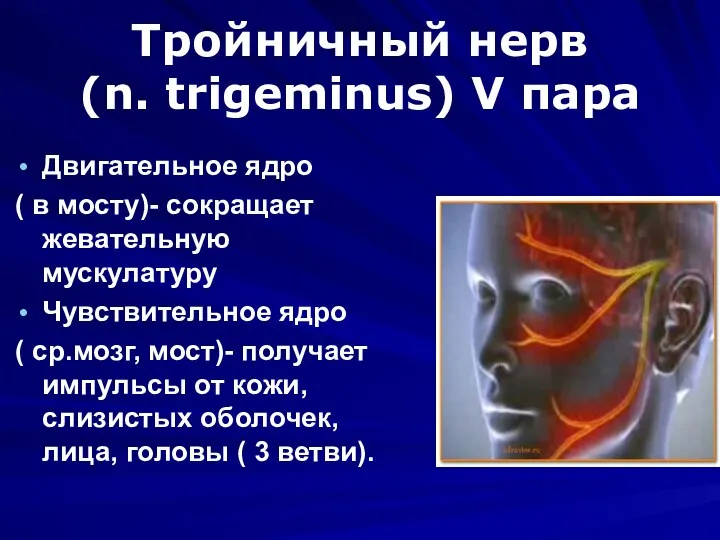 Тройничный нерв (n. trigeminus) V пара Двигательное ядро ( в