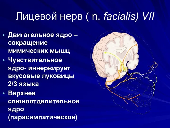 Лицевой нерв ( n. facialis) VII Двигательное ядро – сокращение