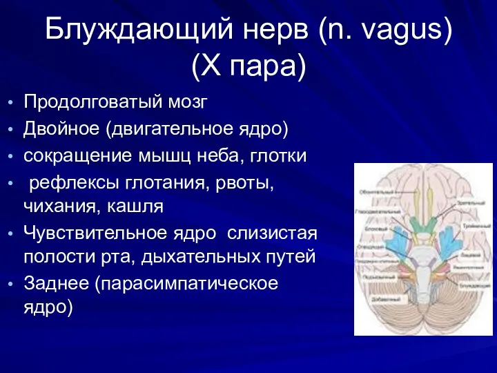 Блуждающий нерв (n. vagus) (Х пара) Продолговатый мозг Двойное (двигательное