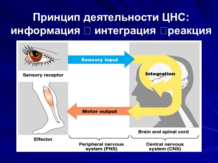 Принцип деятельности ЦНС: информация ? интеграция ?реакция