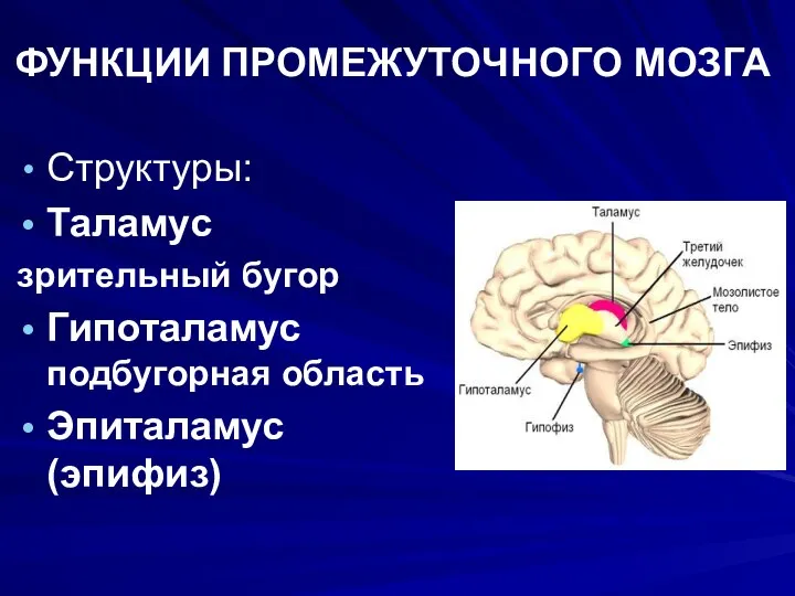 ФУНКЦИИ ПРОМЕЖУТОЧНОГО МОЗГА Структуры: Таламус зрительный бугор Гипоталамус подбугорная область Эпиталамус (эпифиз)