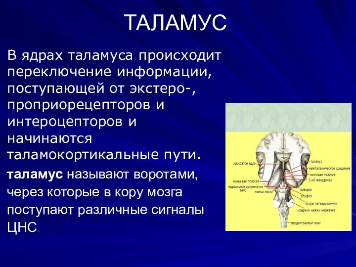 ТАЛАМУС В ядрах таламуса проис­ходит переключение информации, поступающей от экстеро-,