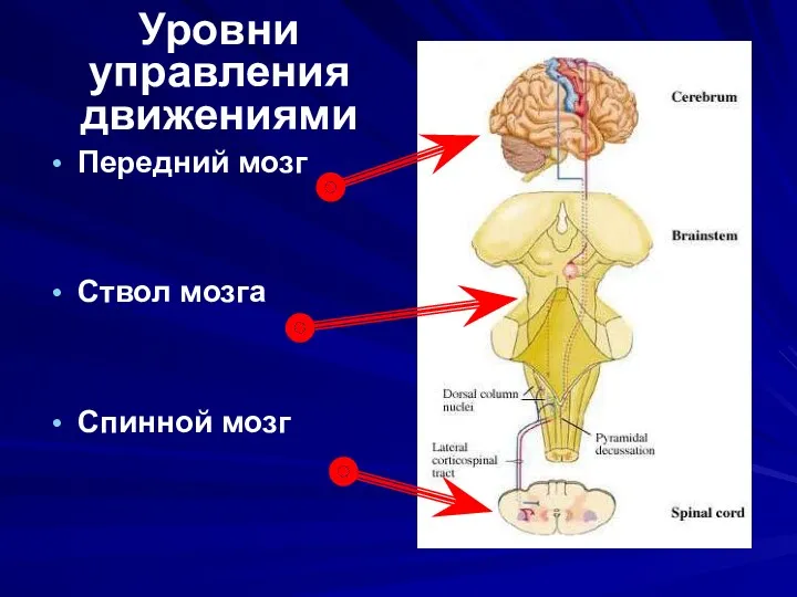 Уровни управления движениями Передний мозг Ствол мозга Спинной мозг