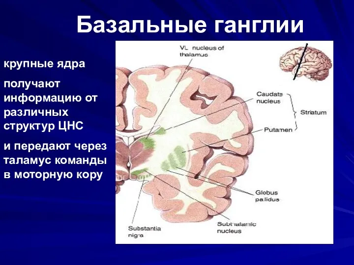 Базальные ганглии крупные ядра получают информацию от различных структур ЦНС