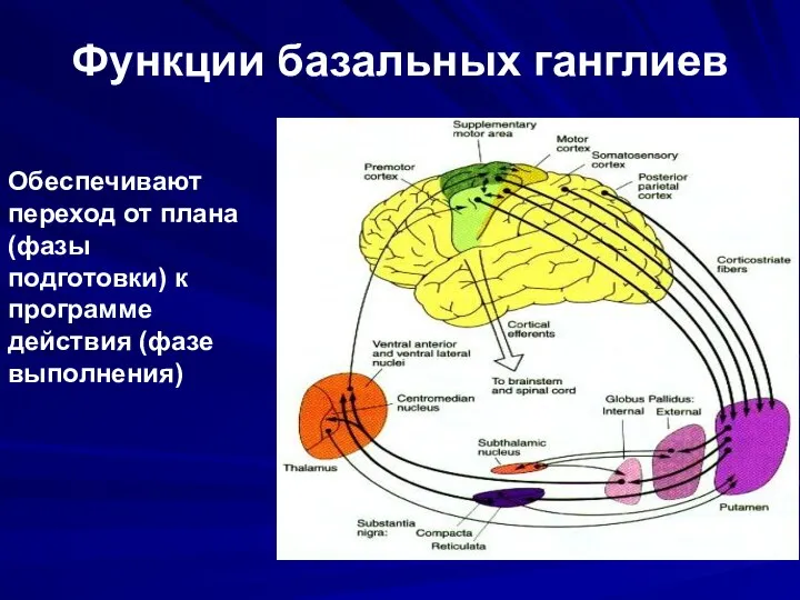 Функции базальных ганглиев Обеспечивают переход от плана (фазы подготовки) к программе действия (фазе выполнения)