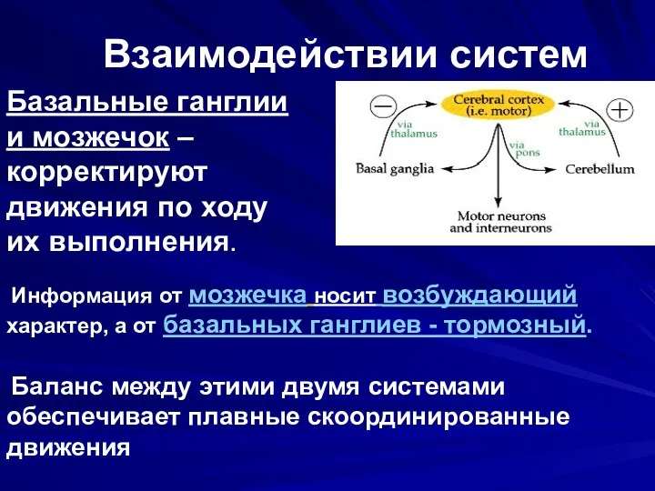 Взаимодействии систем Информация от мозжечка носит возбуждающий характер, а от