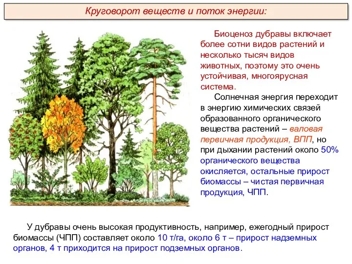 Биоценоз дубравы включает более сотни видов растений и несколько тысяч