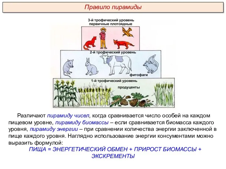 Различают пирамиду чисел, когда сравнивается число особей на каждом пищевом