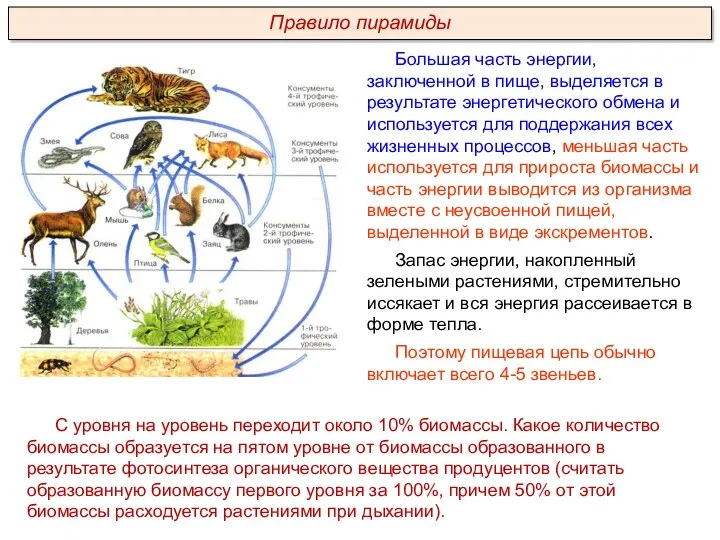 Большая часть энергии, заключенной в пище, выделяется в результате энергетического