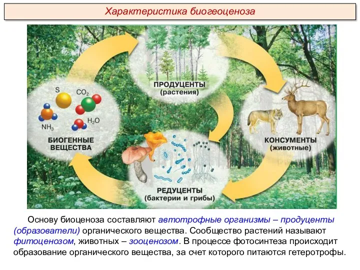 Основу биоценоза составляют автотрофные организмы – продуценты (образователи) органического вещества.