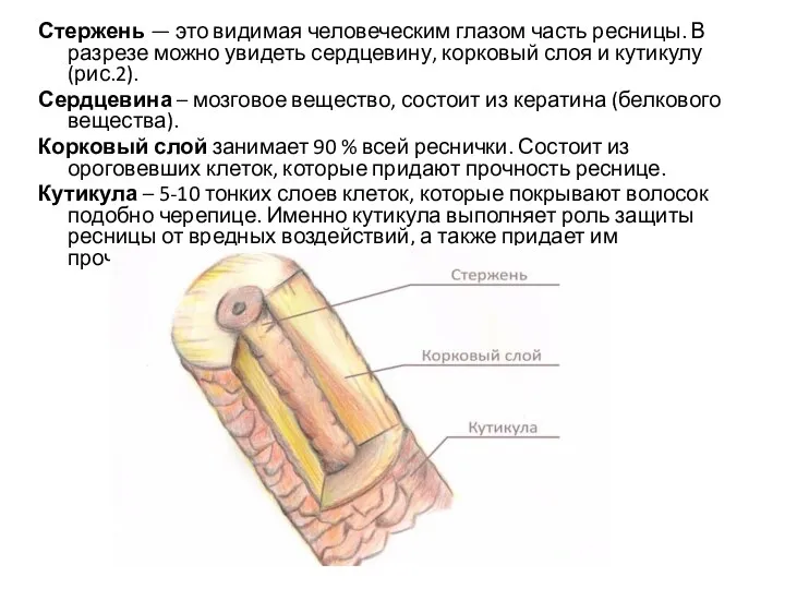 Стержень — это видимая человеческим глазом часть ресницы. В разрезе