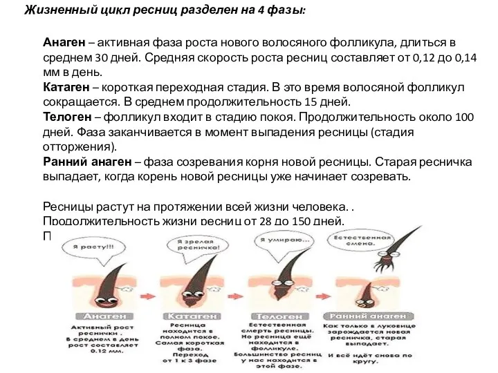 Жизненный цикл ресниц разделен на 4 фазы: Анаген – активная