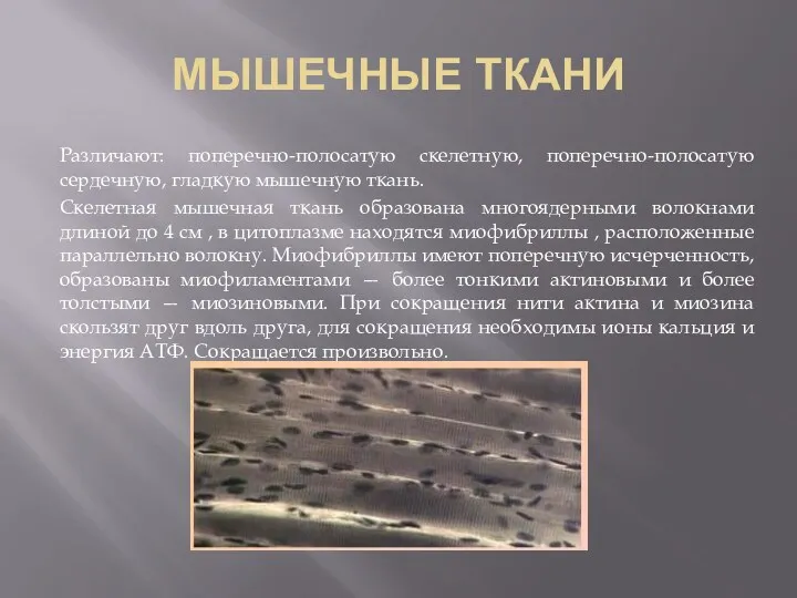 МЫШЕЧНЫЕ ТКАНИ Различают: поперечно-полосатую скелетную, поперечно-полосатую сердечную, гладкую мышечную ткань.